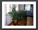 Plants, Indoor