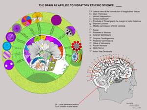 Brain as Applied