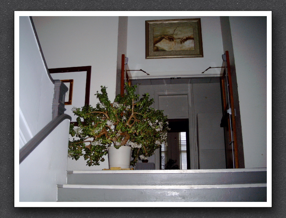 Plant Entryway